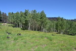 photo thumbnail #11
