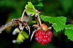 photo thumbnail #11