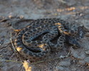 photo thumbnail #3