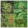 2017-08-14 :1: Upper Two Medicine Lake :: tibber