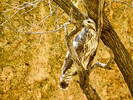 2017-09-27 :1: Aravaipa Canyon :: Bradshaws