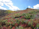 photo thumbnail #11