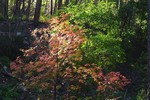 photo thumbnail #15