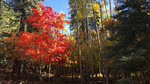 photo thumbnail #12