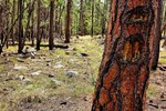 photo thumbnail #11