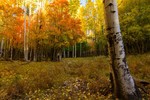 photo thumbnail #1