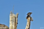 photo thumbnail #15