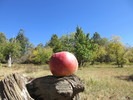 photo thumbnail #5