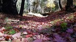photo thumbnail #5