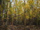 photo thumbnail #12