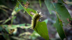 photo thumbnail #8