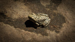 photo thumbnail #12