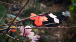 photo thumbnail #9