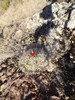 photo thumbnail #6