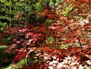 photo thumbnail #15