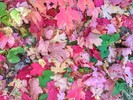 photo thumbnail #13