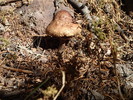 photo thumbnail #1