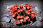 photo thumbnail #8