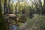 photo thumbnail #8