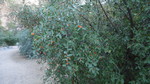 photo thumbnail #5