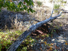 photo thumbnail #13