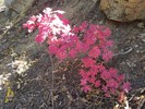 photo thumbnail #13
