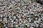 photo thumbnail #12