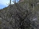 photo thumbnail #12