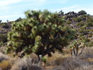 photo thumbnail #15