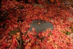 photo thumbnail #13