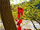 photo thumbnail #4