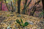 photo thumbnail #5