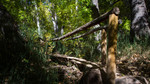 photo thumbnail #5