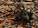 photo thumbnail #10