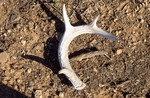 photo thumbnail #14