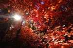 photo thumbnail #7