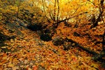 photo thumbnail #11