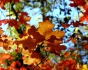 photo thumbnail #12