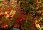 photo thumbnail #13