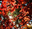photo thumbnail #15