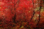 photo thumbnail #10