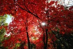 photo thumbnail #11