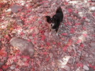 photo thumbnail #8