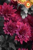 photo thumbnail #12