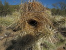 photo thumbnail #11