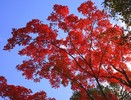 photo thumbnail #15
