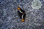 photo thumbnail #9