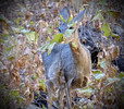 photo thumbnail #7
