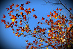photo thumbnail #10