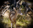 photo thumbnail #15